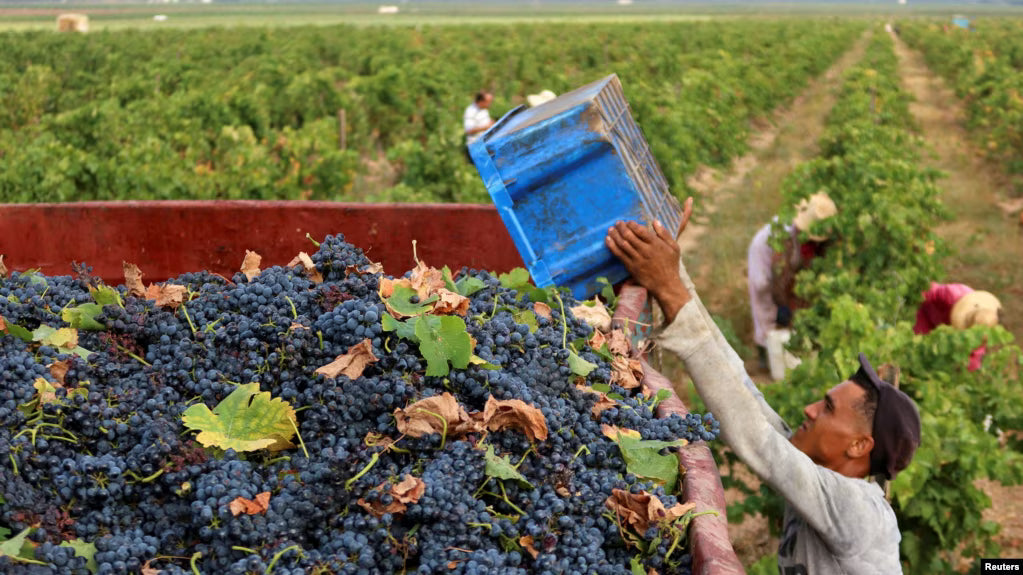 Tunisian Wine: An Ancient Mediterranean Story Waiting to Be Rediscovered