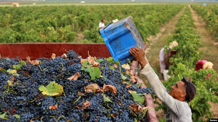 Tunisian Wine: An Ancient Mediterranean Story Waiting to Be Rediscovered