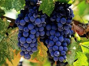 Getting to know Vranec: A delicious Macedonian red wine
