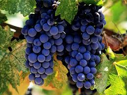 Getting to know Vranec: A delicious Macedonian red wine