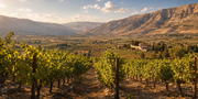 Lebanese vineyards in the Bekaa Valley surrounded by mountain landscapes
