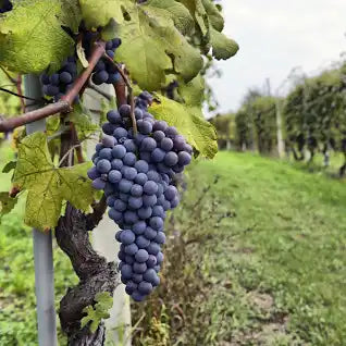 The Perils of Following Your Passion: Entrepreneurship in the Wine Industry