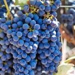 Vranec – Strong and Powerful Red Wine