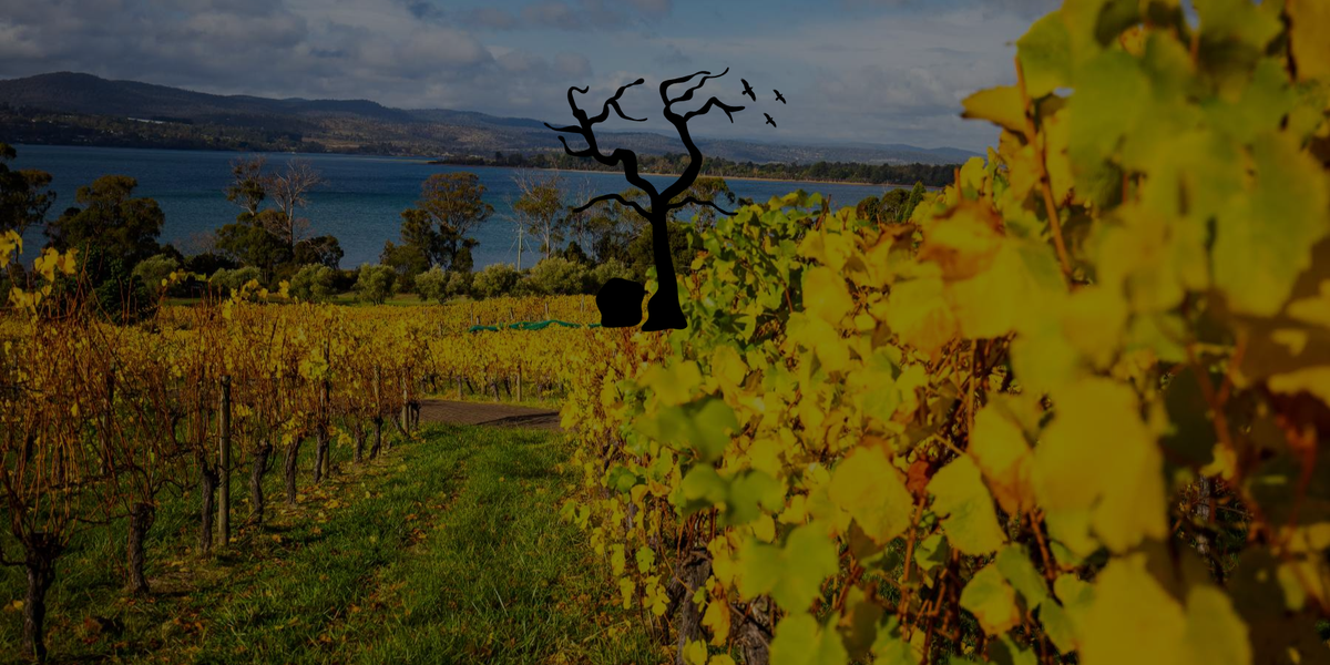 Ghost Rock vineyards on Tasmania’s Cradle Coast overlooking the rolling countryside and Bass Strait