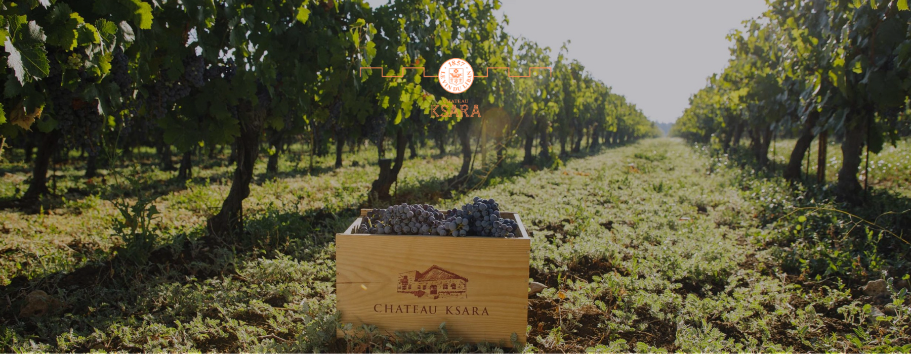Château Ksara winery and vineyards in Lebanon’s Bekaa Valley