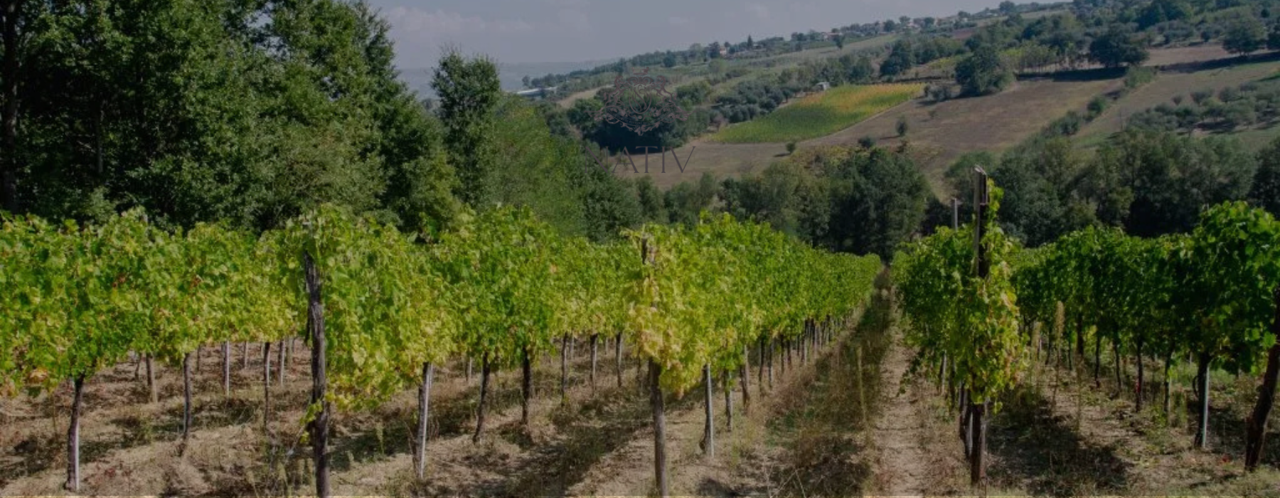 Nativ vineyards on the hills of Paternopoli in Irpinia, Campania