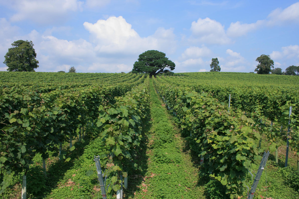 Roebuck Estates vineyards near Petworth in West Sussex, England, overlooking the South Downs countryside