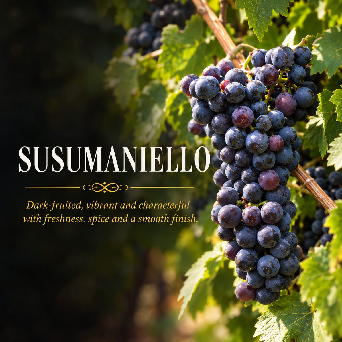 Susumaniello