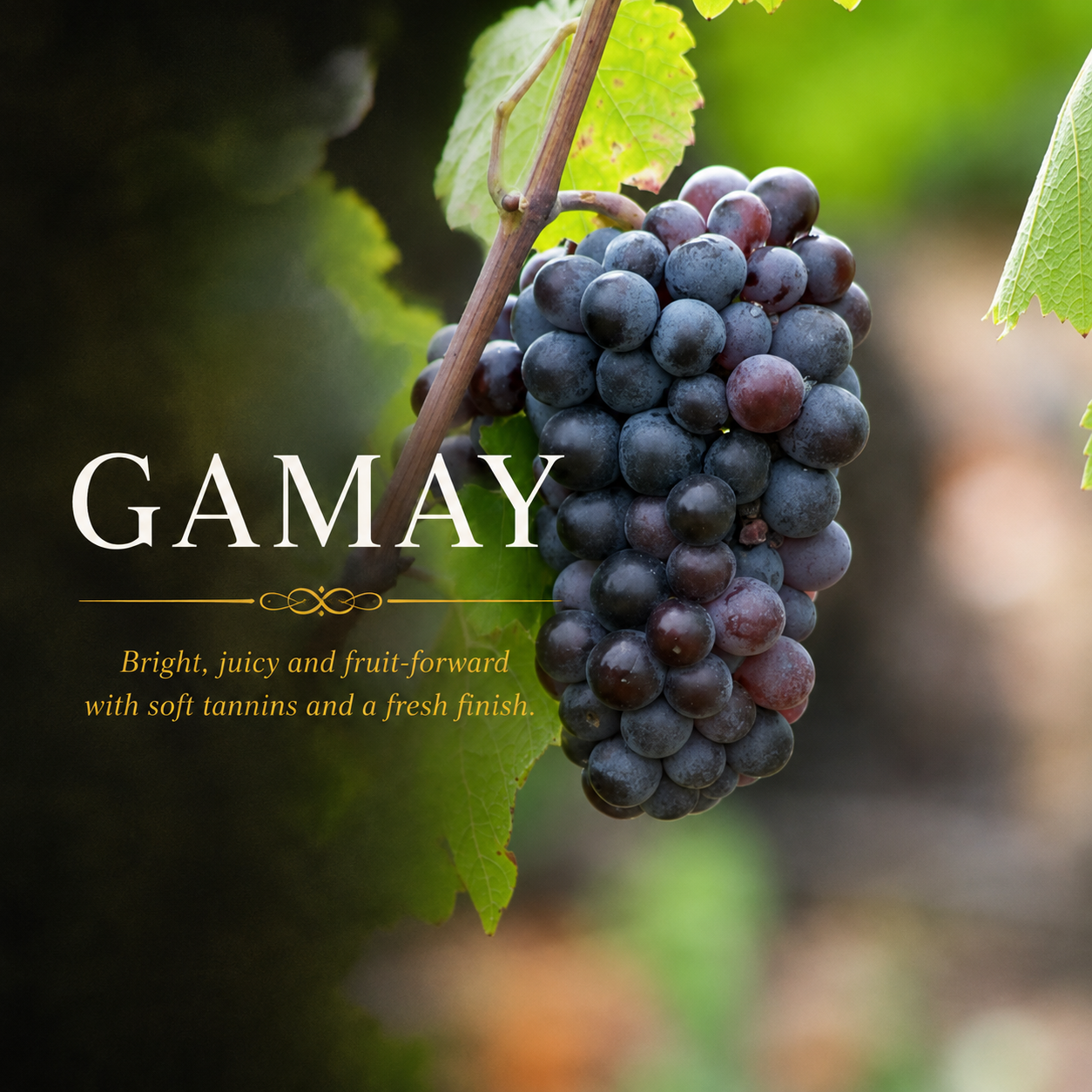Gamay