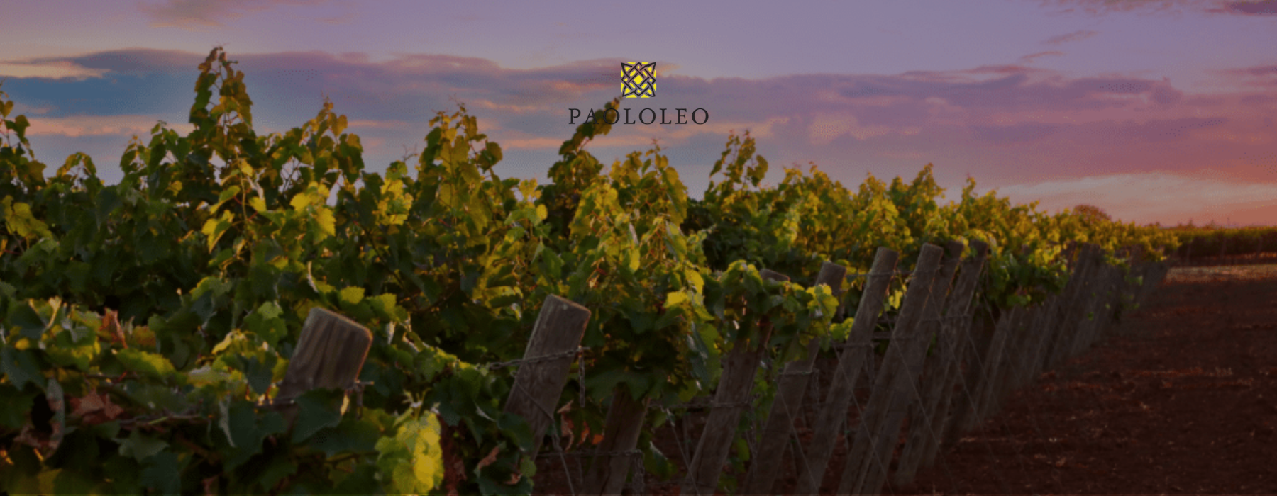 paololeo winery in puglia italy