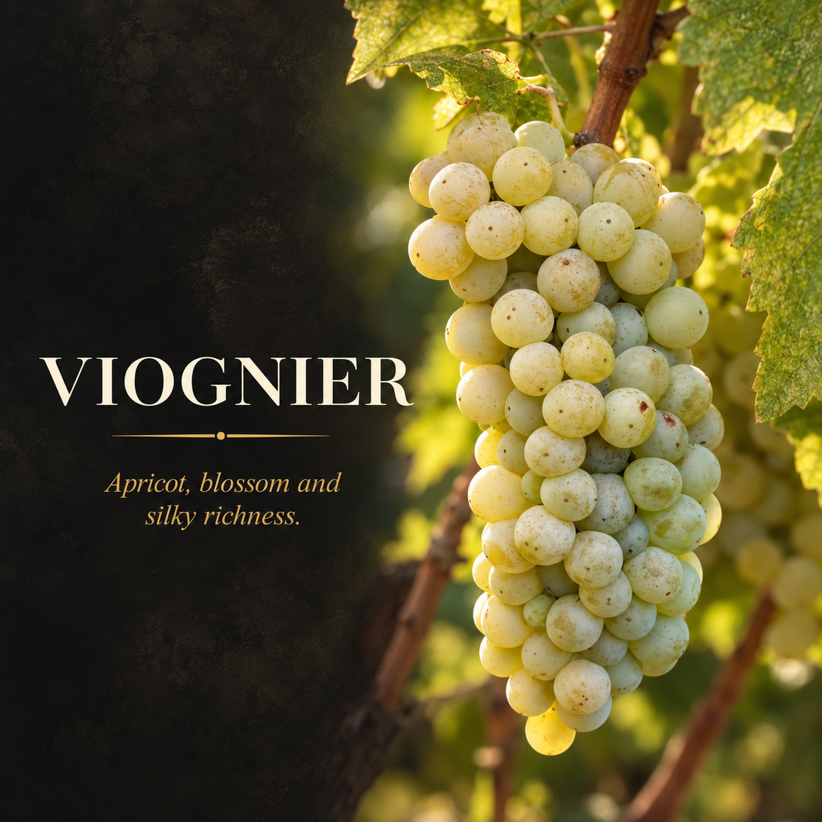 Viognier